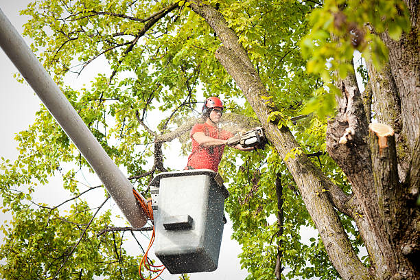 How Our Tree Care Process Works  in  Verandah, FL