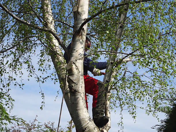 Trusted Verandah, FL Tree Removal Services Experts